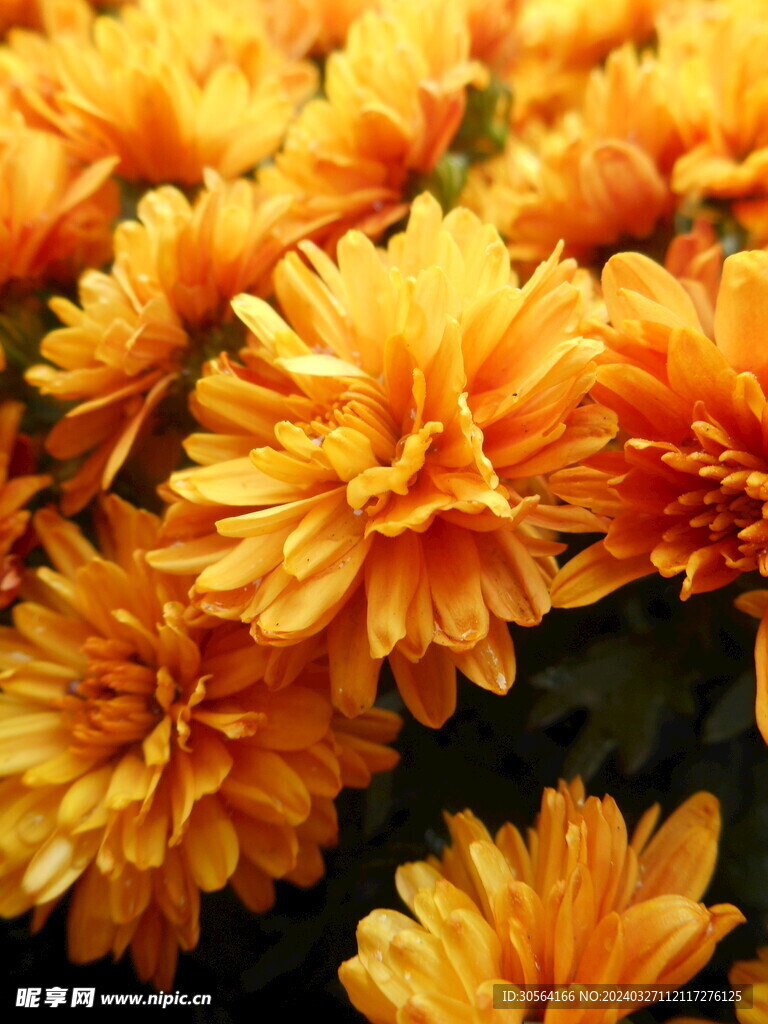 菊花