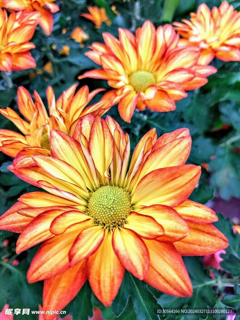 菊花
