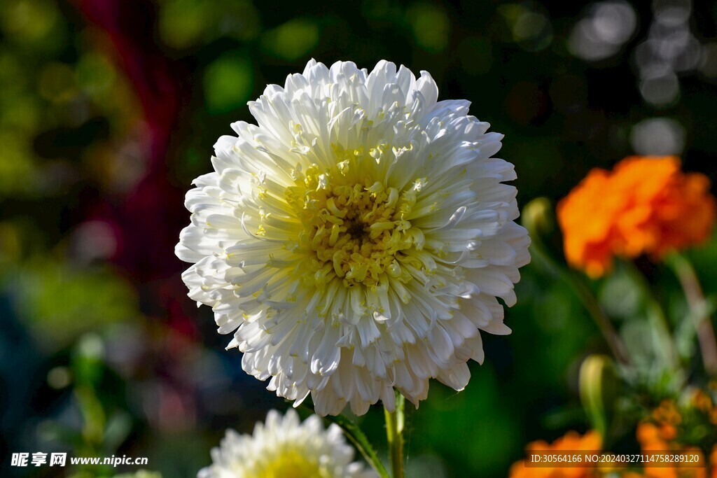 菊花