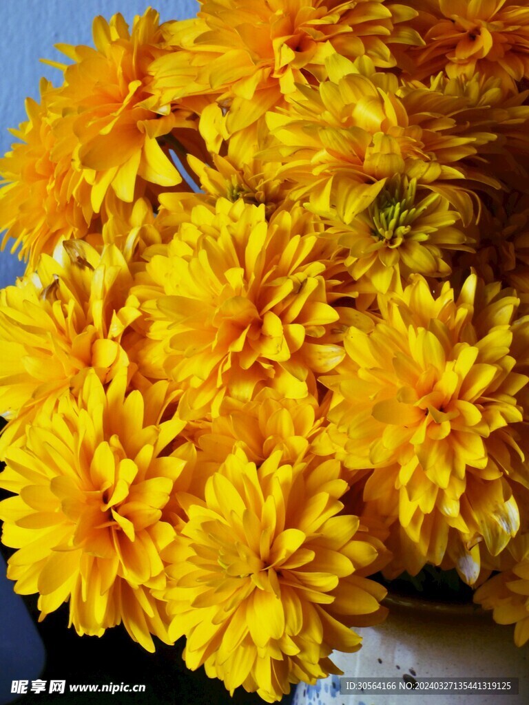 菊花