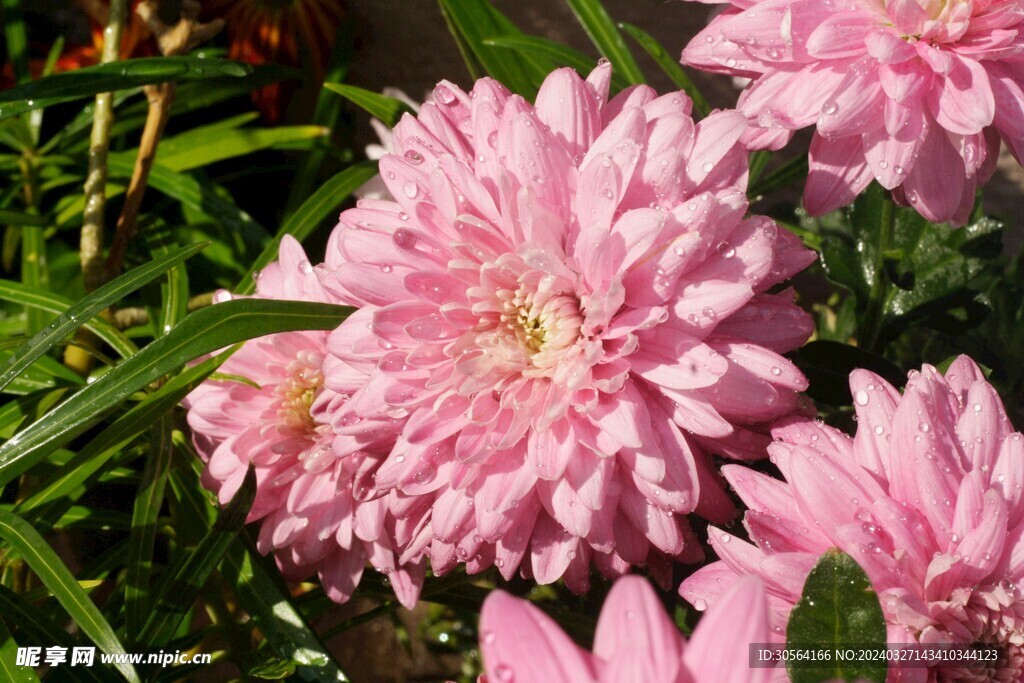 菊花
