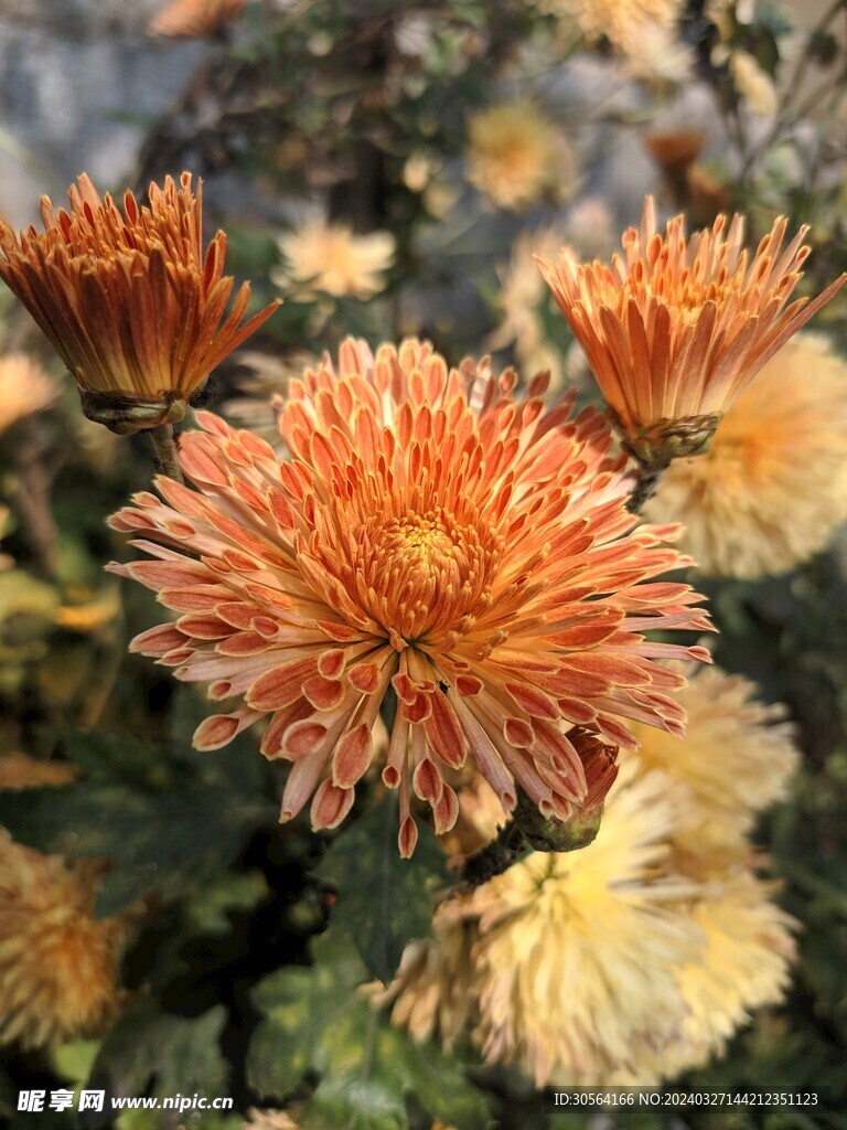 菊花