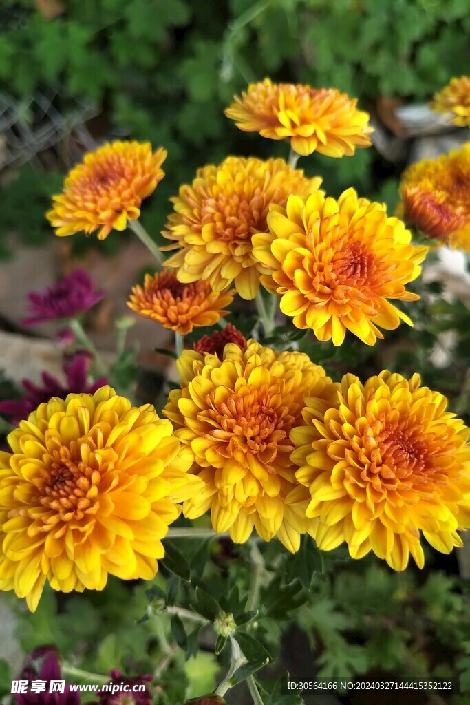 菊花