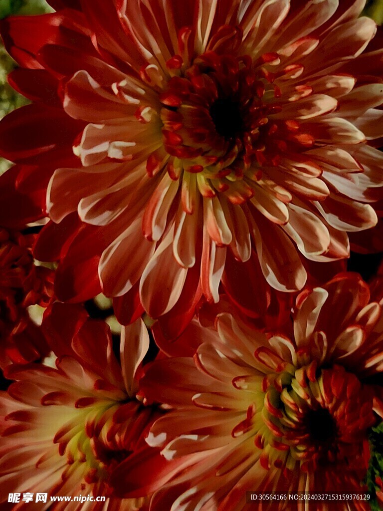 菊花