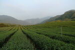 茶叶茶园