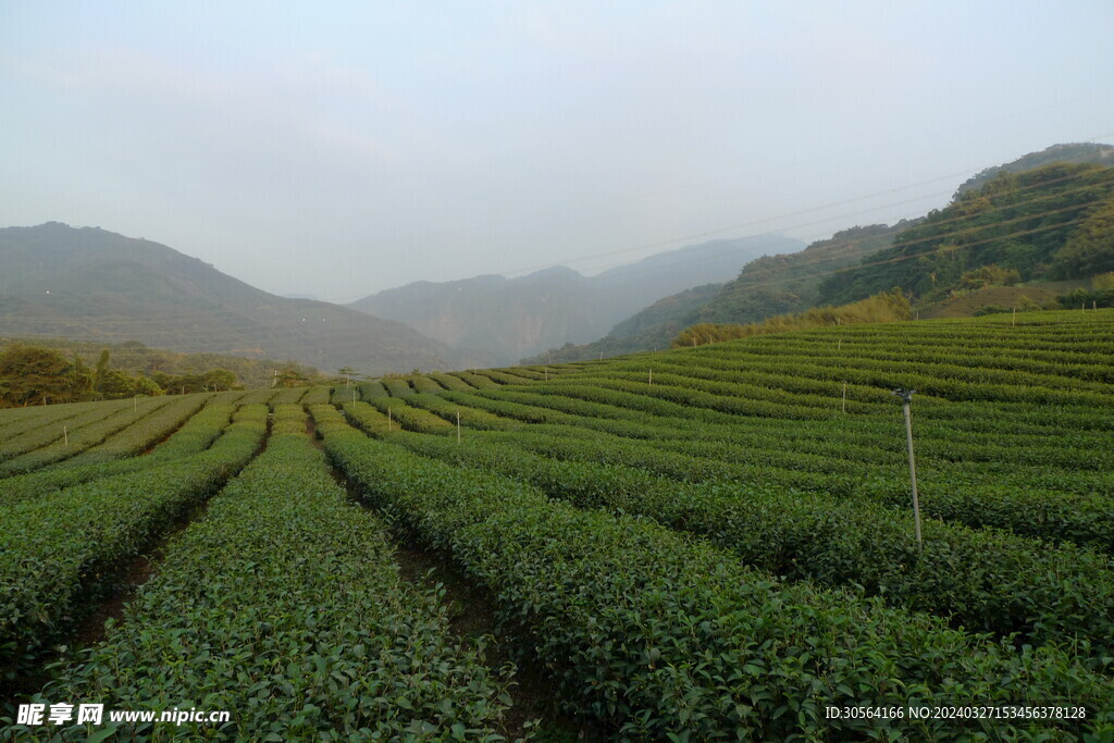 茶叶茶园