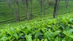 茶叶茶园