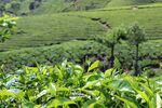 茶叶茶园