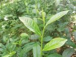 茶叶