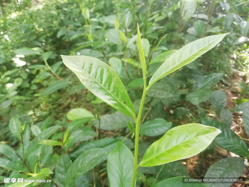 茶叶