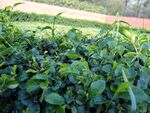 茶叶茶园