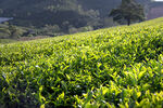 茶叶茶园