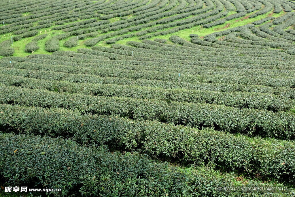 茶叶茶园