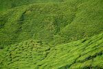 茶叶茶园