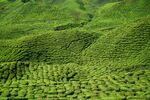 茶叶茶园