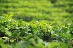 茶叶