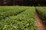 茶叶茶园