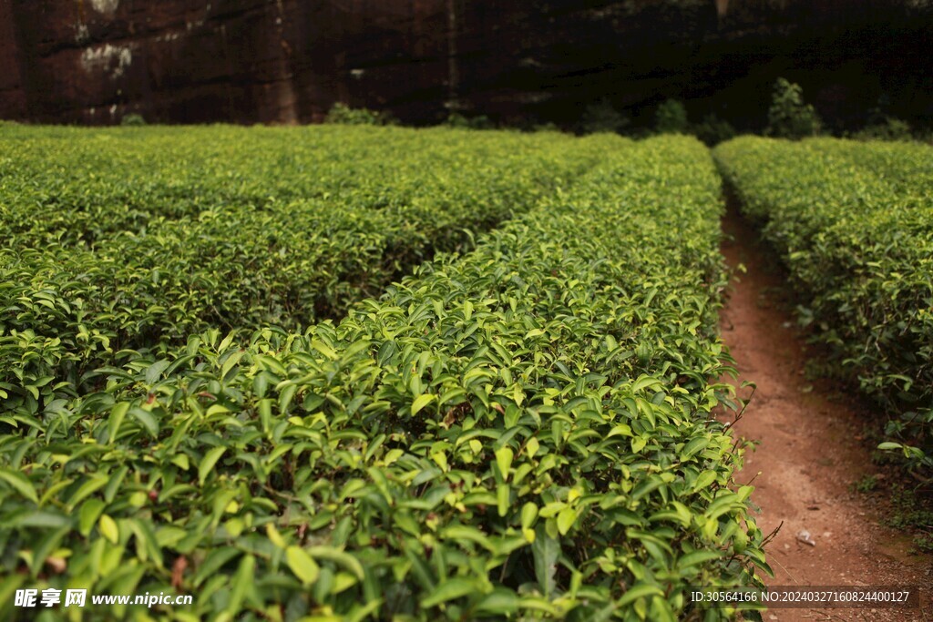 茶叶茶园