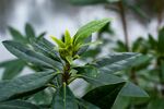 茶叶