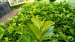 茶叶