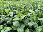 茶叶茶园