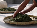 制茶炒茶