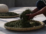 制茶炒茶