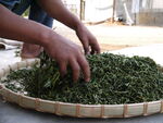 茶叶炒茶