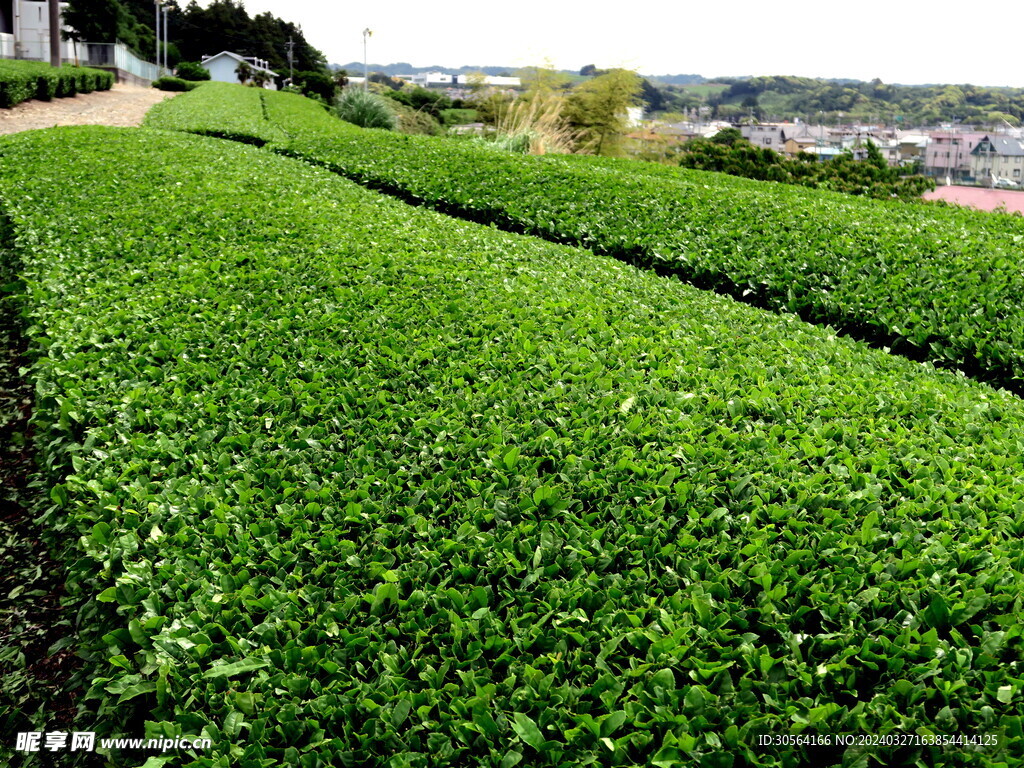 茶叶茶园