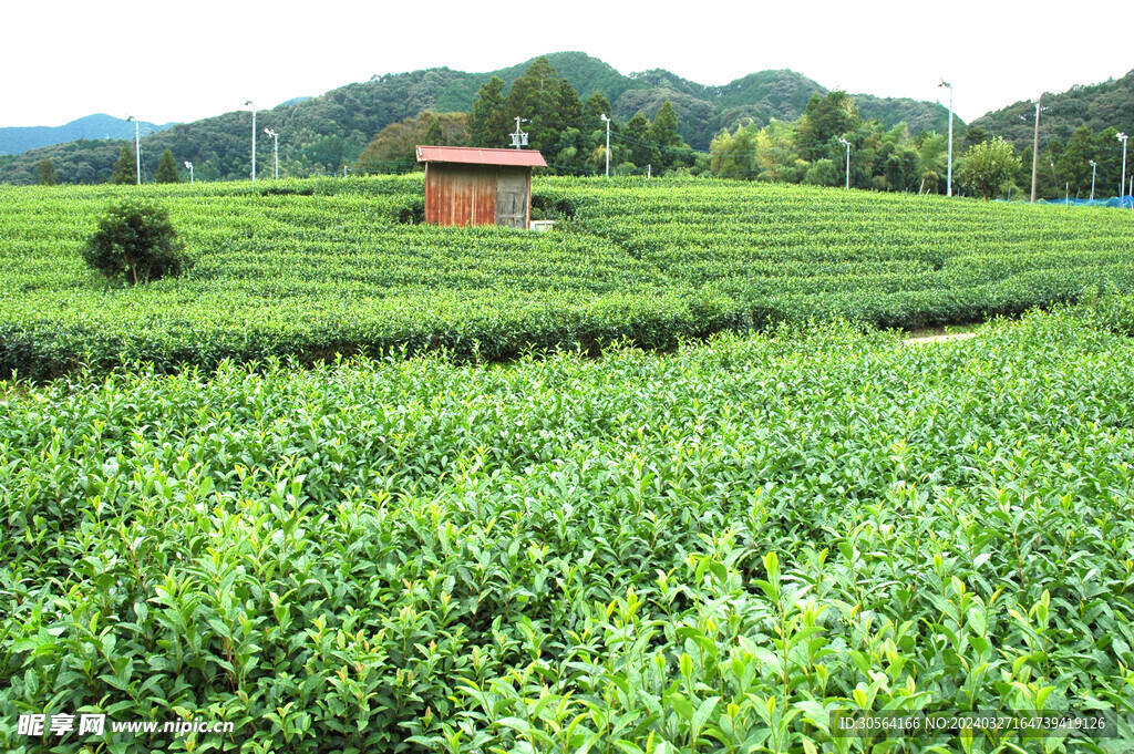 茶叶茶园