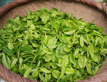 绿茶茶叶
