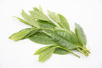 绿茶茶叶