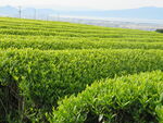 茶叶茶园