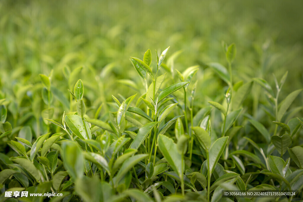 茶叶茶园