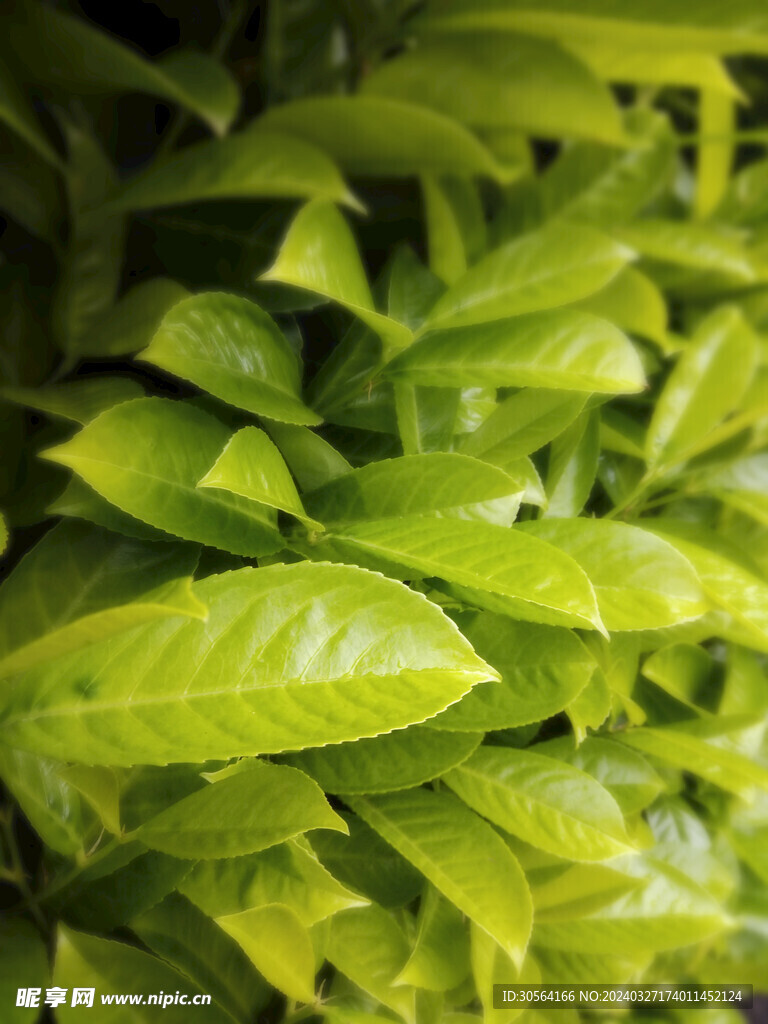 茶叶茶园