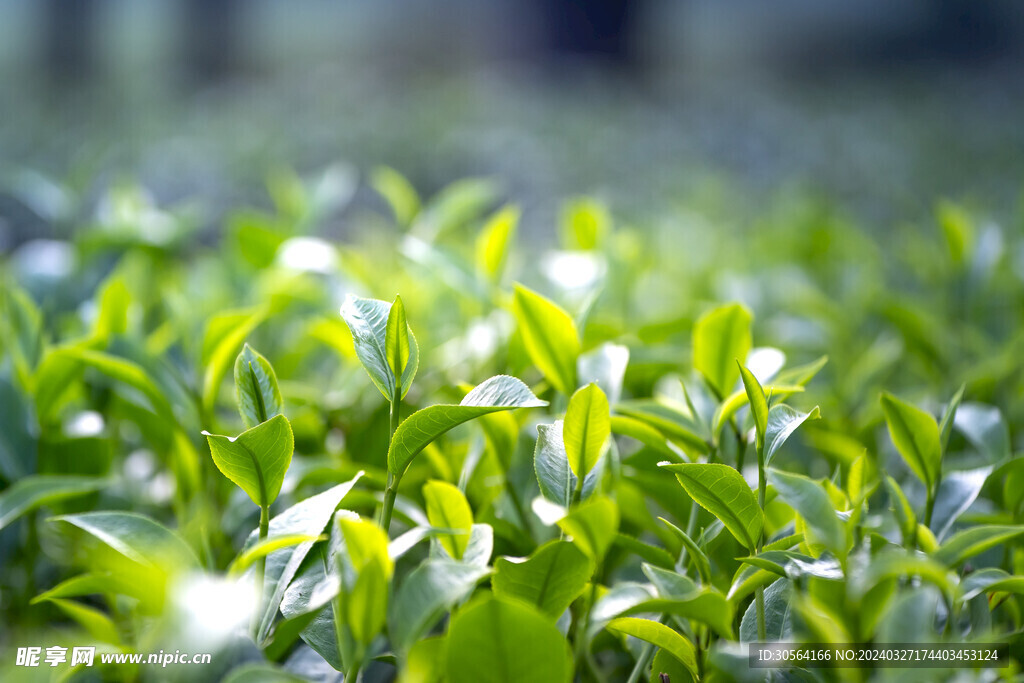 茶叶茶园