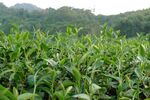 茶叶茶园