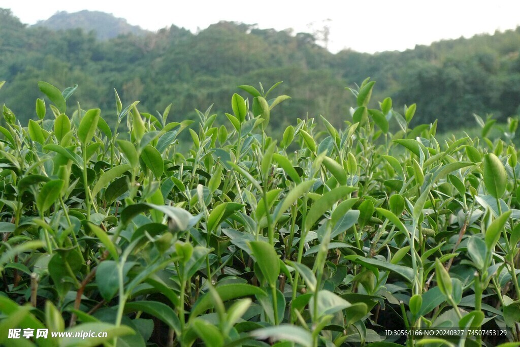 茶叶茶园