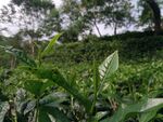 茶叶茶园
