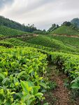 茶叶茶园