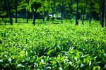 茶叶茶园