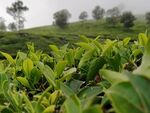 茶叶茶园