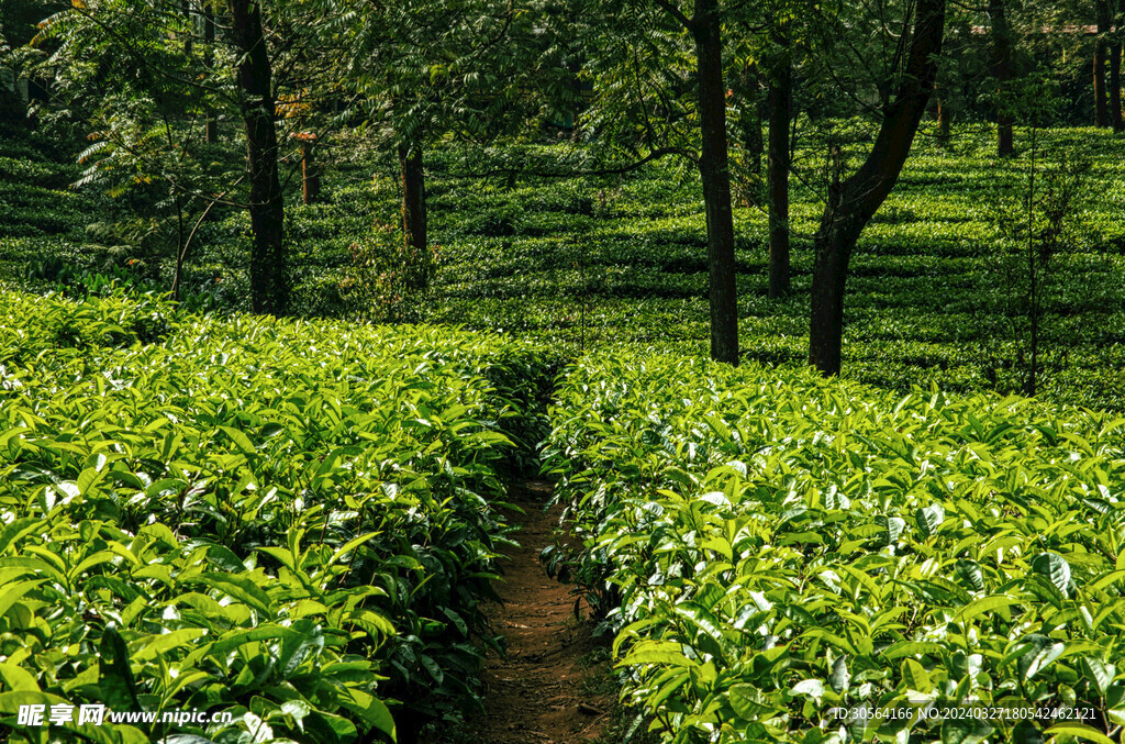 茶园茶叶