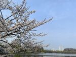 樱花  