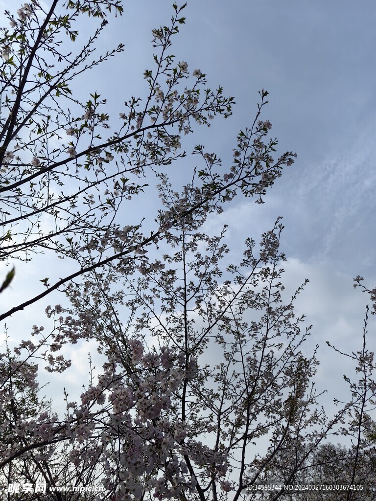 樱花   