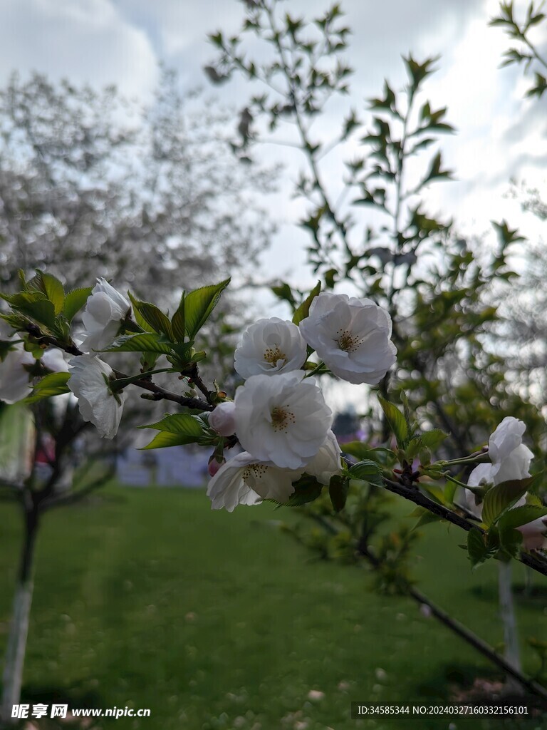 樱花  