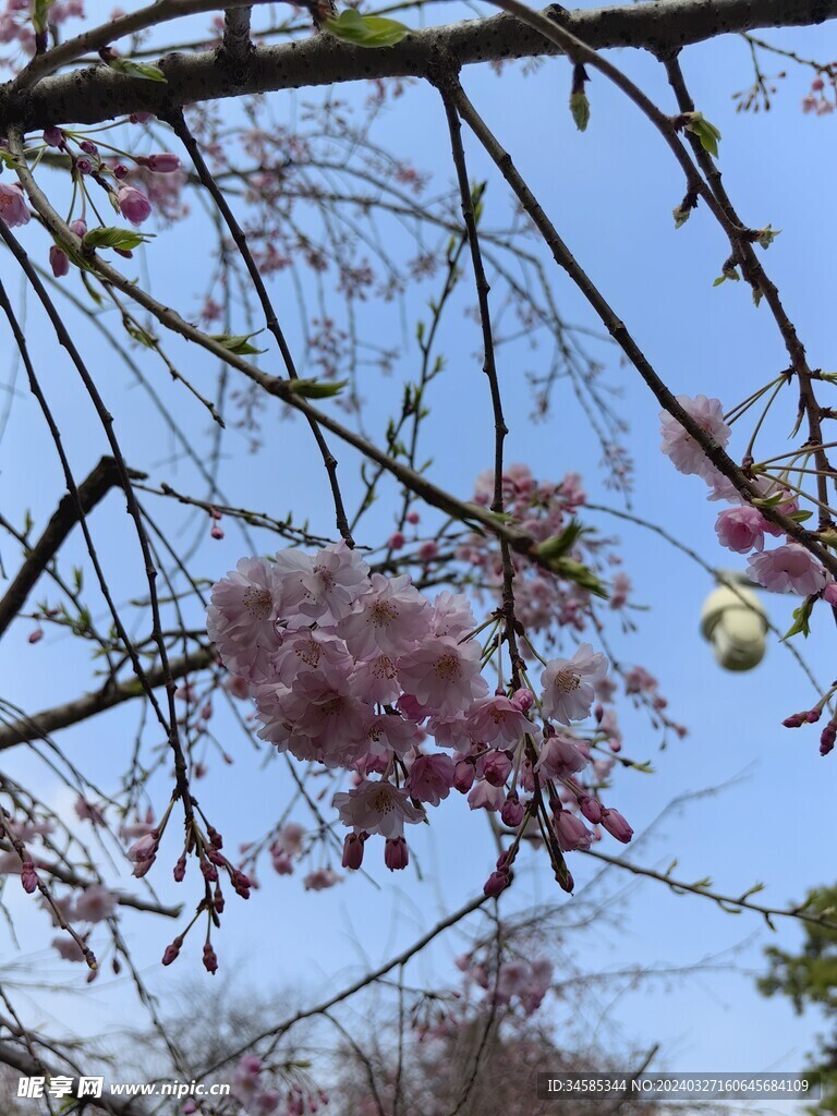 樱花 