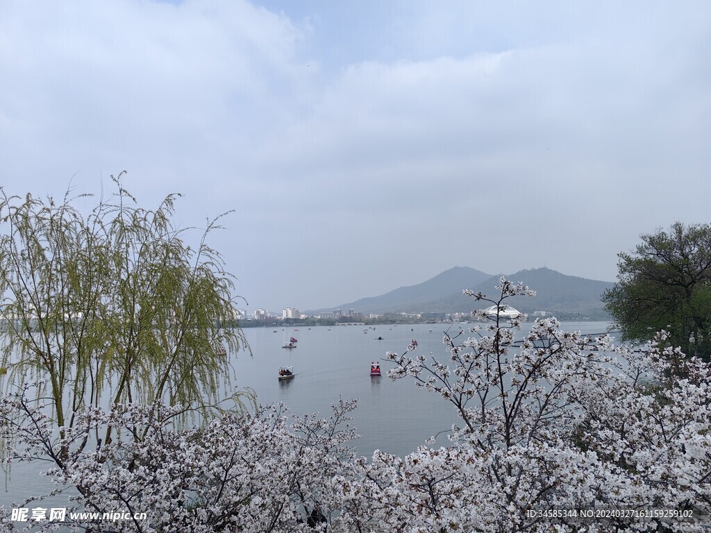 樱花