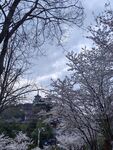 樱花  