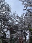 樱花  